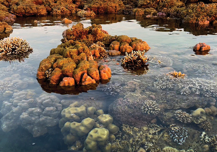 Coral Crown Expedition